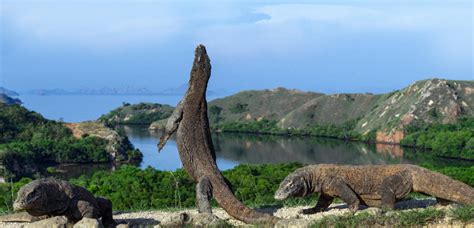 Pulau Komodo Terletak di Provinsi NTT, Ini Keistimewaanya – tripflores.com