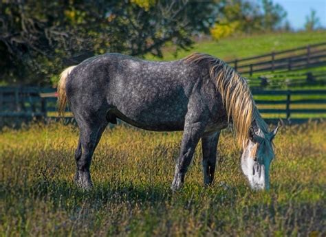 17 French Horse Breeds (with Pictures) - Peturity