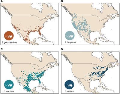 Frontiers | Urban Environments Aid Invasion of Brown Widows (Theridiidae: Latrodectus ...