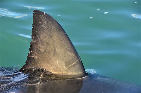 The Sharks Fin Above Water Stock Photo - Download Image Now - iStock