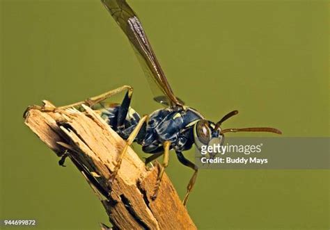 182 Paper Wasp Sting Stock Photos, High-Res Pictures, and Images ...