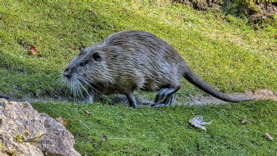 'The beast of the east': Giant rat-like creature spotted for the first ...