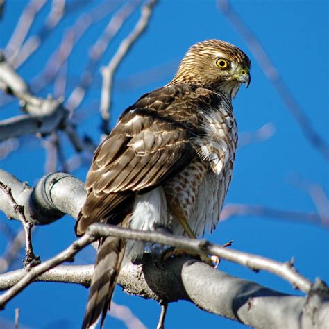 Keeping a Hawk Eye on the Bird Feeder - FeederWatch