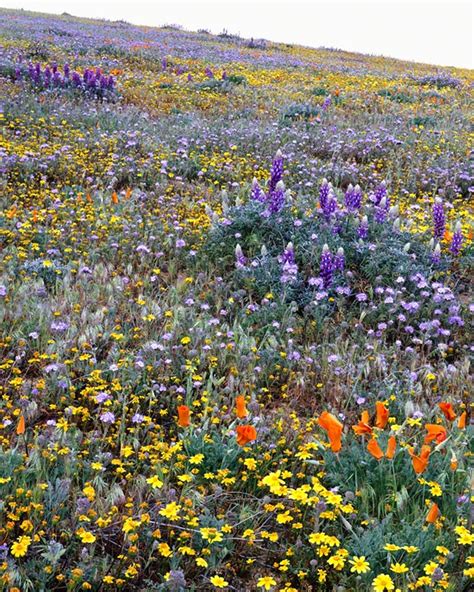 Tehachapi Wildflowers | Best Flower Site