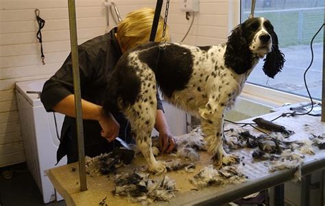 Grooming a spaniel: the hair of the dog - The Field