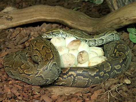 Life is short, but snakes are long: Snakes that are Good Parents