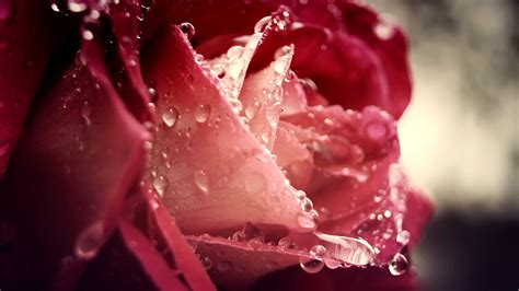 Flowers With Raindrops Wallpapers