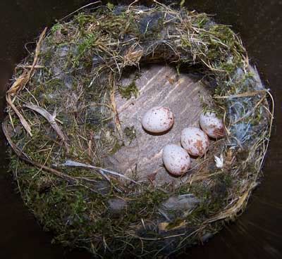 Chickadee eggs and nests young photographs