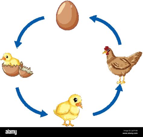 Chicken life cycle diagram illustration Stock Vector Image & Art - Alamy