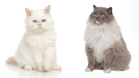 A Complete Guide On Persian Cat vs Ragdoll Cat Breeds - Ragdollcare