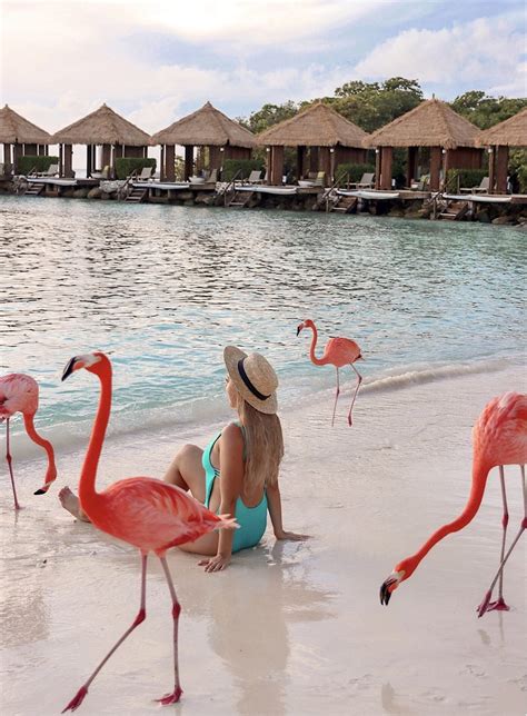 Visiting Flamingo Beach in Aruba: Everything You Need to Know – Sightseeing Señorita