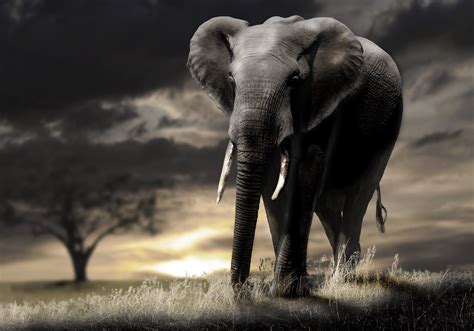 3840x2688 elephant 4k wallpaper for computer hd | Elephant wallpaper, Elephant images, Elephant