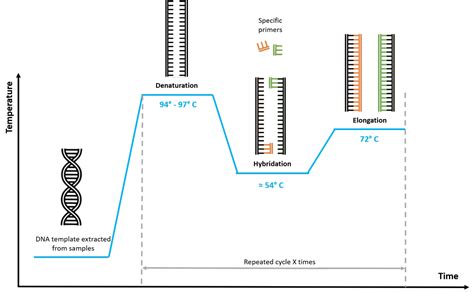 PCR - Biomnigene