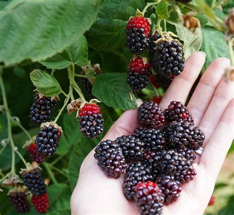 They're here!!!!...... The Marionberries are back in season and they ...