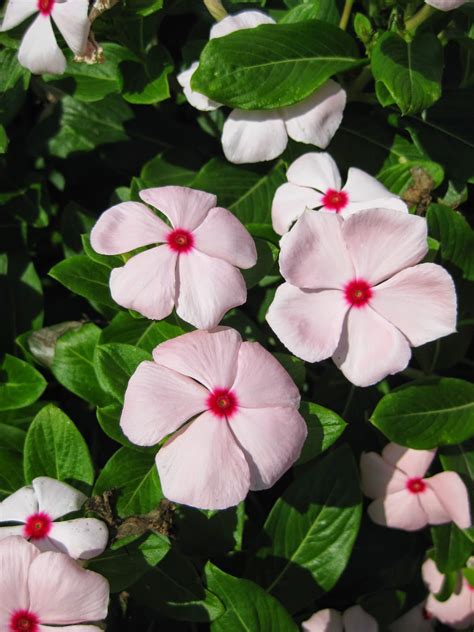 Vinca Catharanthus-roseus Pantone 540 C Plantas, Nomes De, 54% OFF