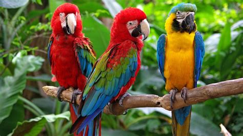 macaw | Diet, Habitat, & Facts | Britannica