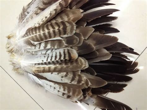 Aliexpress.com : Buy Wholesale perfect 260pcs Rare high quality natural Owl tail feathers 10 ...