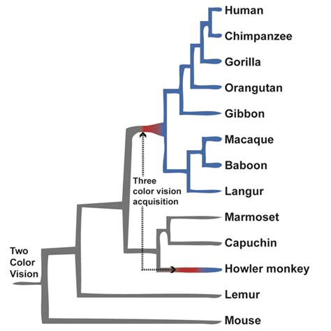 Macroevolution: Examples from the Primate World | Learn Science at Scitable