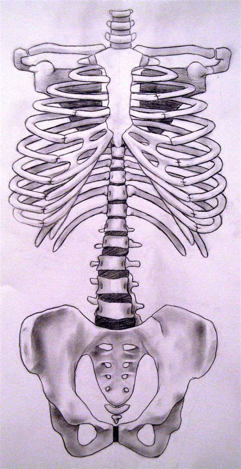 Skeleton: Front torso by KatWynn on DeviantArt