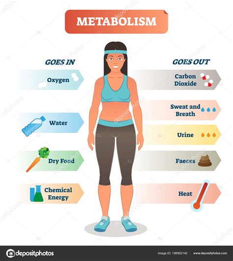 Metabolizm koncepcja wektor ilustracja diagramu, biochemiczne organizmu ...