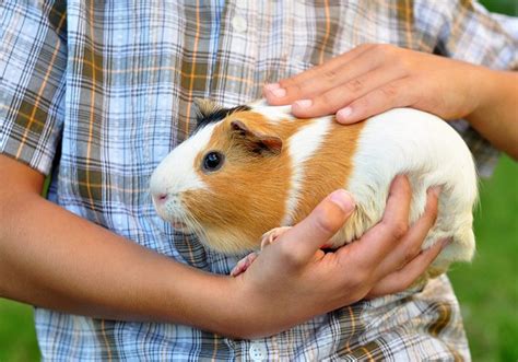 Are Guinea Pigs Good Pets? | Radiobokra