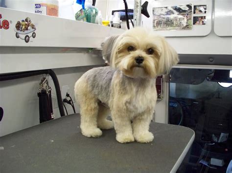 Morkie Haircuts | Emma and Jake hair | Pinterest | Haircuts, Morkie ...