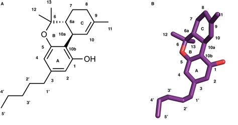 2D and 3D representation of THC structure. Numbering of carbon atoms ...