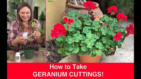 How To Propagate Geraniums In Water