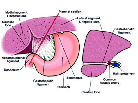 Sonographic Anatomy of the Gastrohepatic Ligament - Desai - 2010 ...