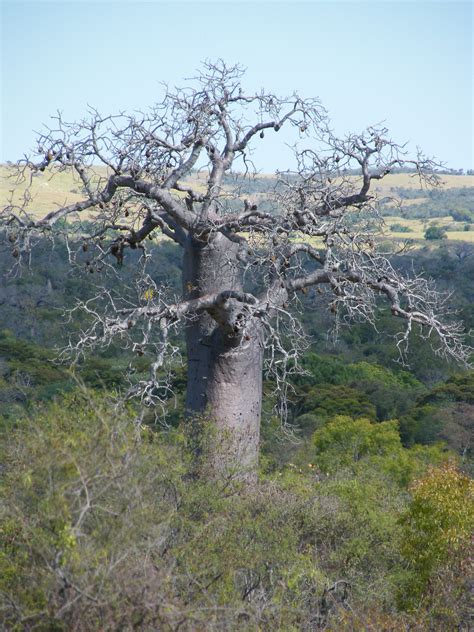 Conservation assessment of rare endemic plants, Madagascar