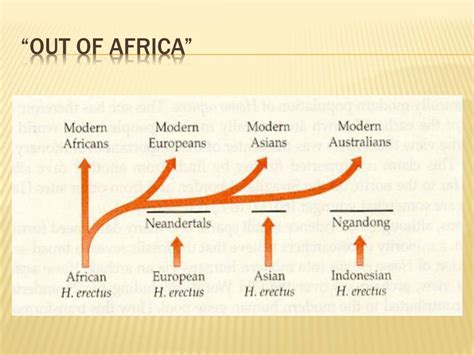 PPT - The “Out of Africa” Theory PowerPoint Presentation, free download - ID:6693430