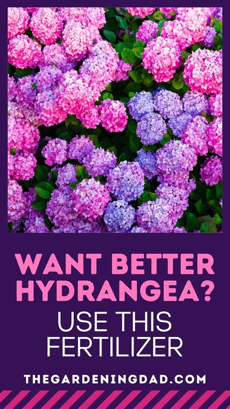 10 Best Hydrangea Fertilizer (2022) | Hydrangea fertilizer, Planting ...