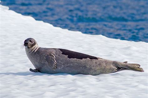 life in the freezer – greenlandic wildlife | Korhan Özkan