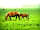 Horse Wallpapers. Images and animals Horse pictures (686)