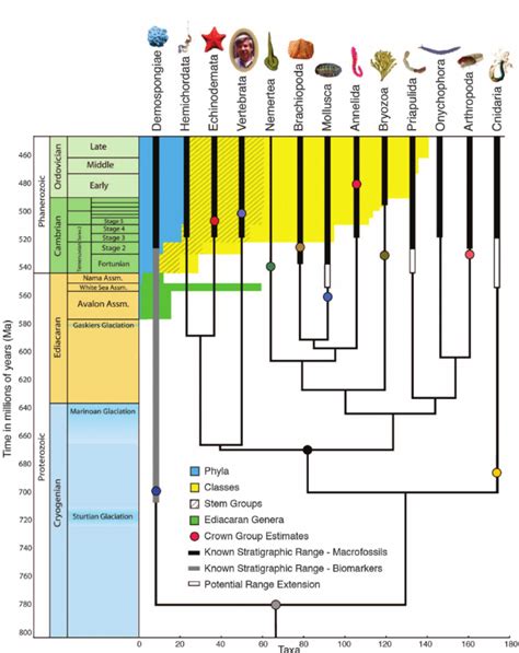 Fossil Record Timeline