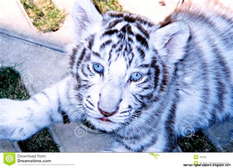 White Siberian Tiger Cubs With Blue Eyes | Amazing Wallpapers