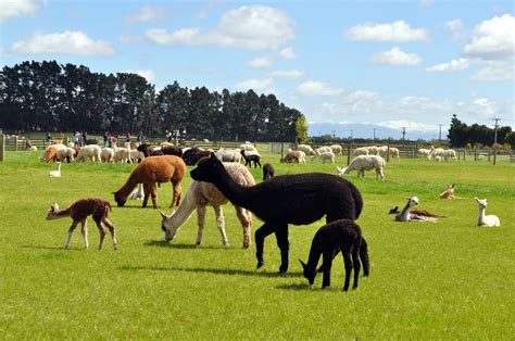 Dutchcorner: Visit to an Alpaca farm near Christchurch