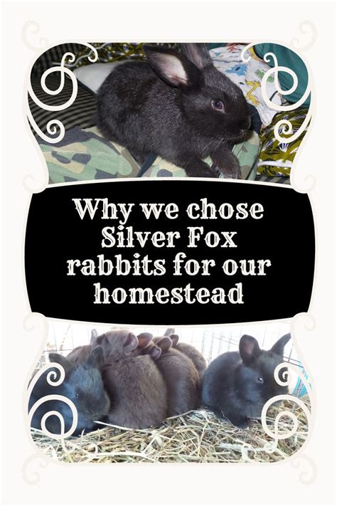 Why we chose the Silver Fox breed for our homestead - Mid Atlantic ...