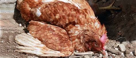 Newcastle Disease