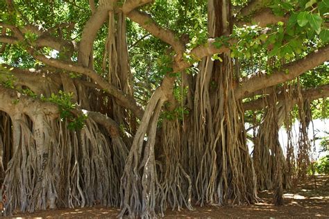 Banyan Tree Honolulu · Free photo on Pixabay