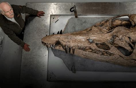 What Is a Pliosaur? Exciting Fossil Discovery in Dorset