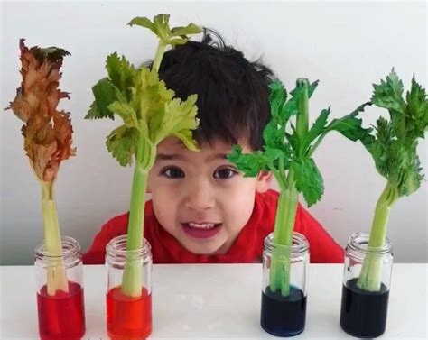 Celery Science Experiment - Transpiration* ages 3+ ⋆ Raising Dragons ...