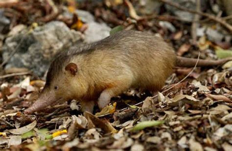 Cuban Solenodon - Characteristics, Habitat & Breeding - Moderately Endangered