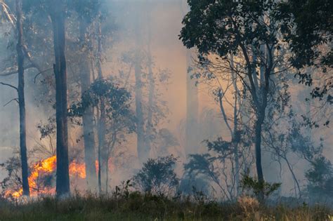 What is the effect of prescribed burning in temperate and boreal forest on biodiversity, beyond ...