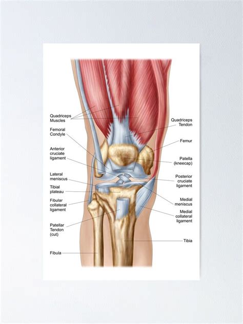 Anatomy of the knee – Artofit