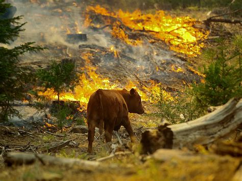 A cow in the middle of the Tennessee wildfires. National Geographic, Yellowstone National Park ...