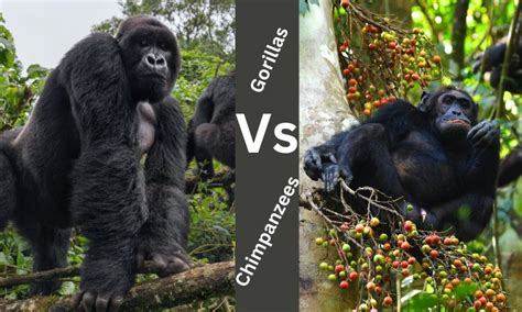 Gorillas Vs Chimpanzees: Uncovering 8 Unique Differences