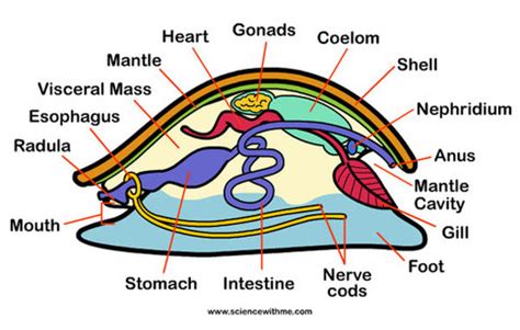 Mollusca - Excretory System Phyla