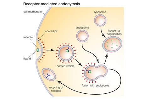 Pinocytosis Definition and Examples