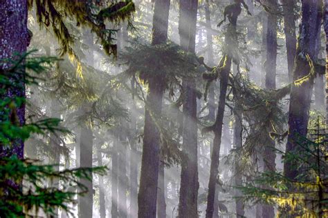 Why Is the Tongass National Forest So Important?